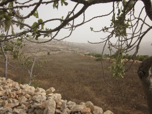 The hillside farm of the Nassar family is terraced and covered with olive trees.