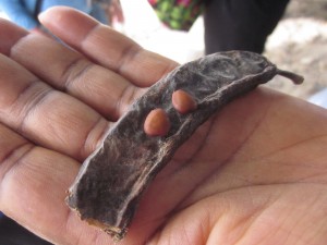 Carob