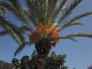 These date palms grew on Mount Tabor. 
