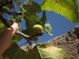 Figs grow near Caesarea Philipi.